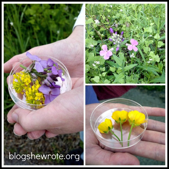 Blog She Wrote: Flower Pressing